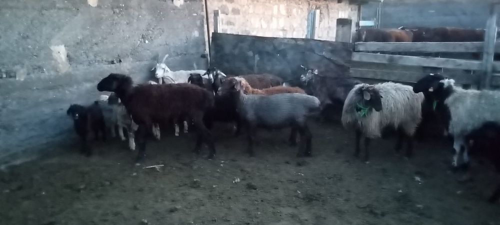 Продаю токты, баран, кошкар