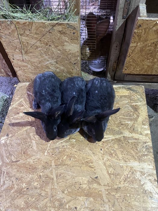 Продам кроликов крольчат