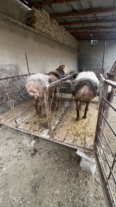 Қўчқор ва қўйлар сотилади