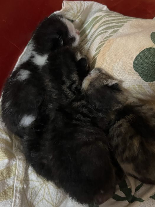 Котята маленькие