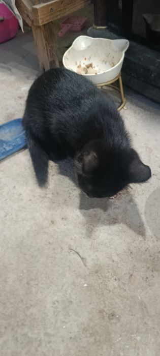 Котята 3 шт и мама кошка