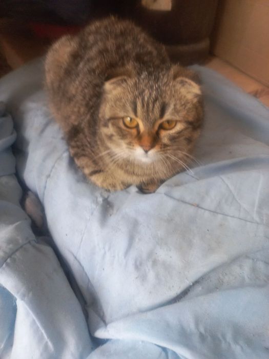 Mishiq harakteri zor