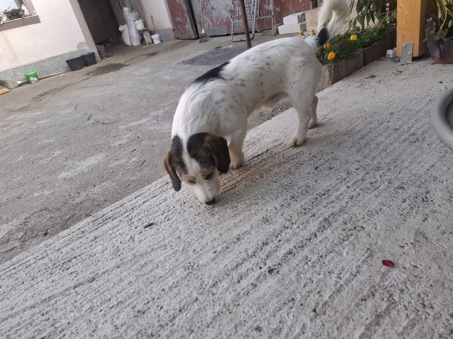 Donez cățel de curte