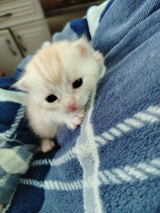 Продам котят шотландских