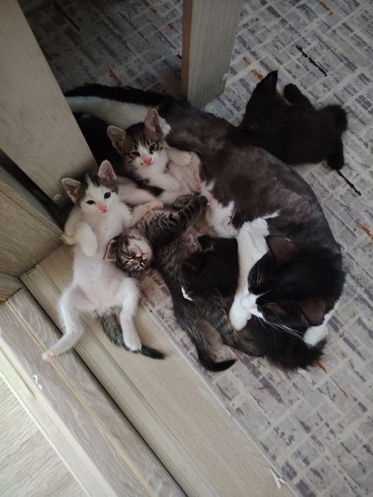 Отдаю котят в добрые заботливые руки!!!