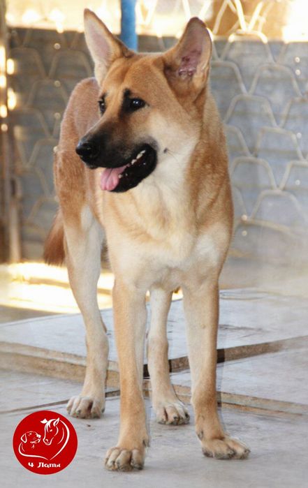 Подари Нико семью и любовь