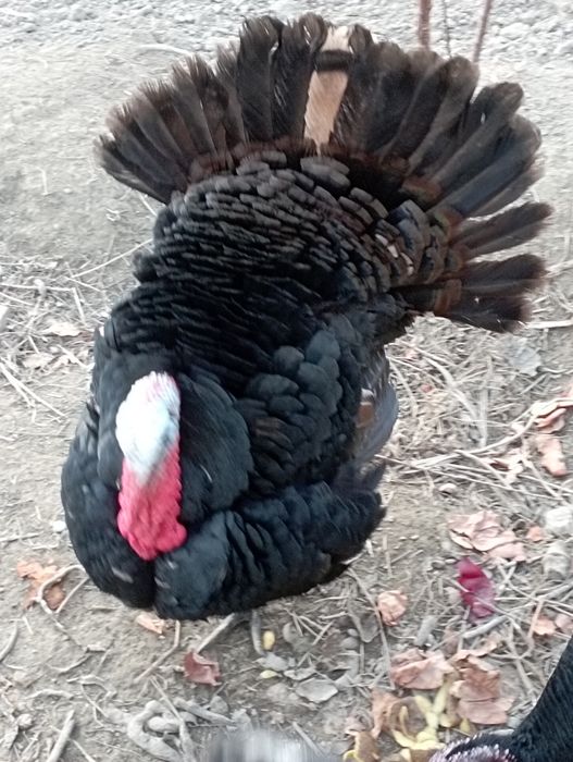 Buxoro tuman Buxoro viloyati