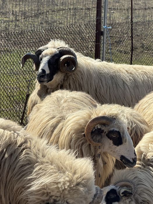 De vanzare 2 berbeci brezi de Hateg