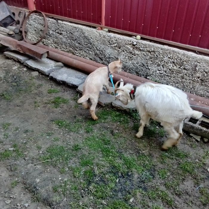 De vânzare!  Căprițe!