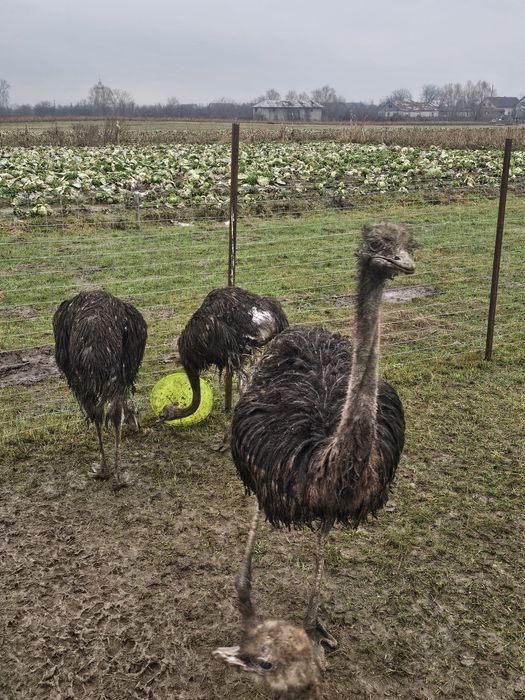 Pui de struti african