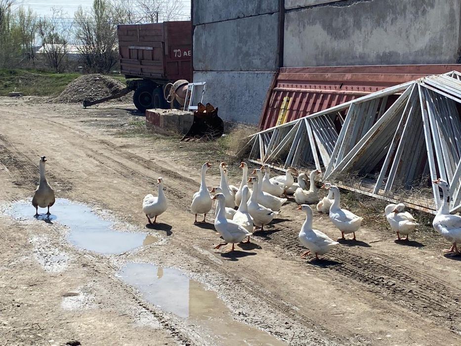 Срочно Гуси молодые, домашние