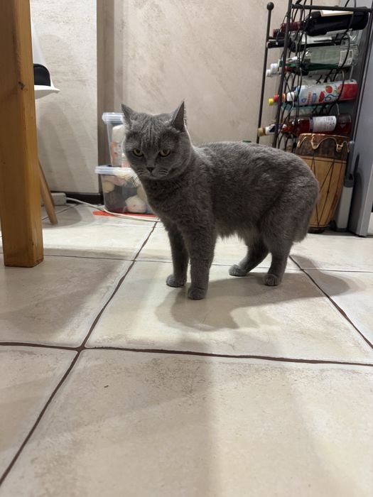 Британски сини коткенца