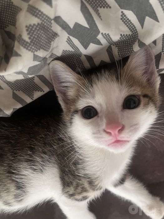 Котята милые бесплатно