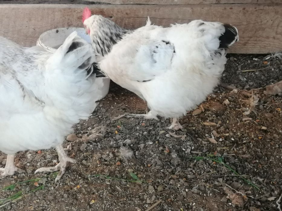 Жұмыртқа сатылады