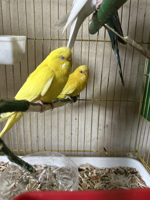 Valnistiy papugaylar sotiladi