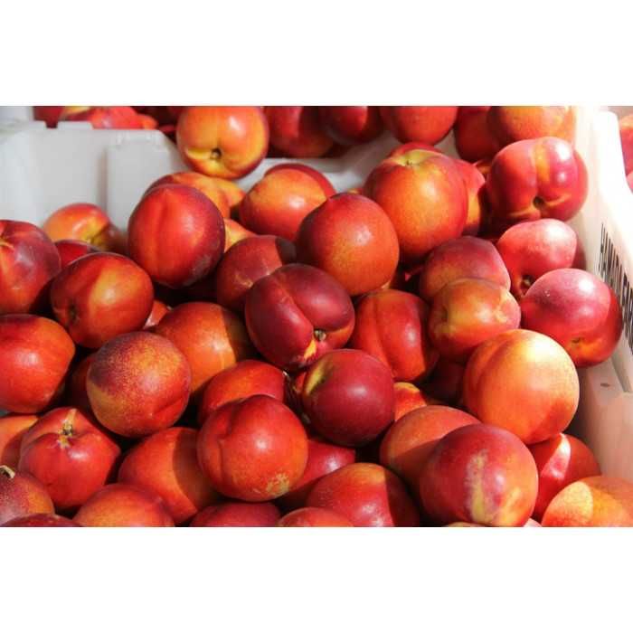 Mevali daraxt ko'chatlari Optom