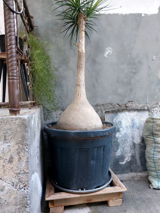 Налина продаёться