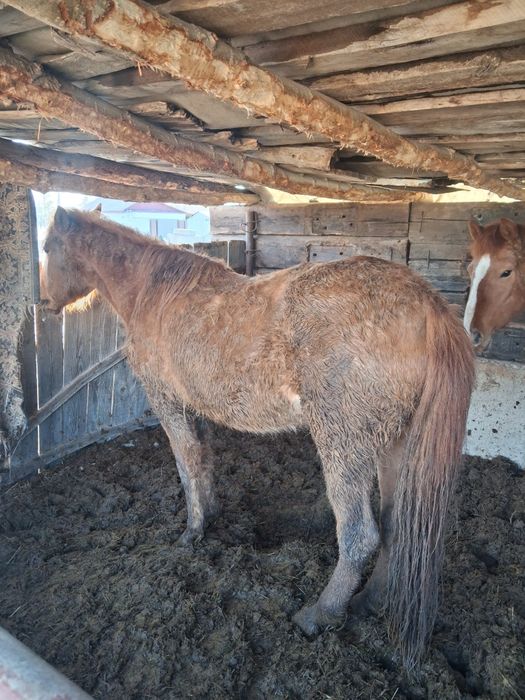 Откормда тұрған байтал