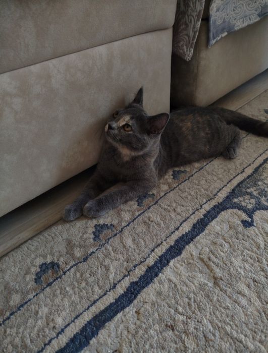 Продам КОТ British Shorthair , мушук сотилади
