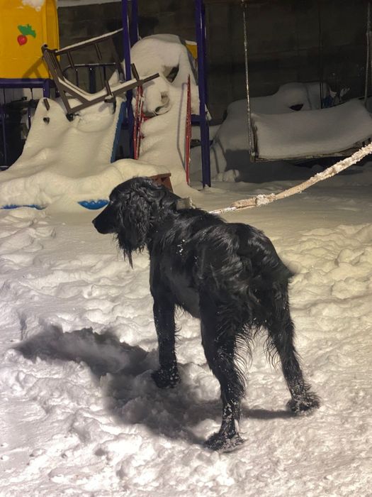 Продам русского спаниеля