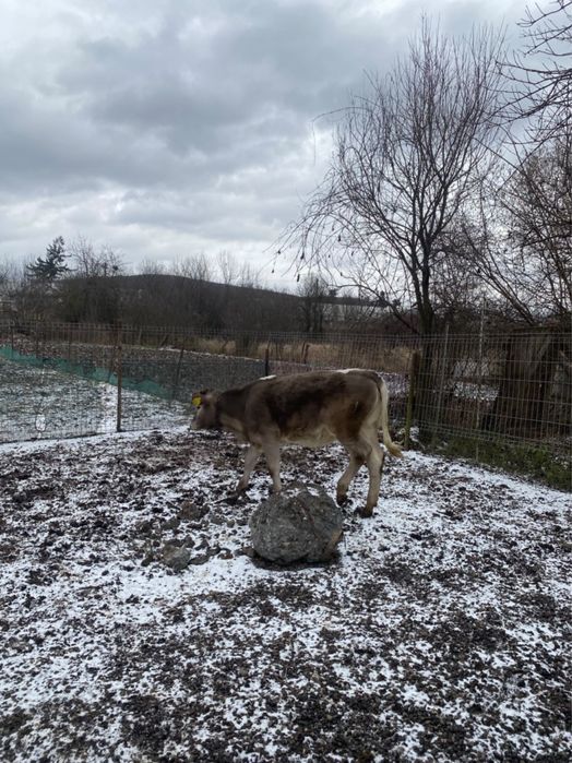 Vand o vitica de 5/6 luni