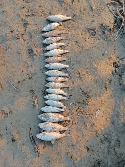 Вобла рыба Тыран балыгы 100тг шт