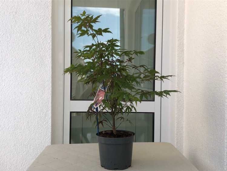 Продавам асер palmatum "Atropurpureum"