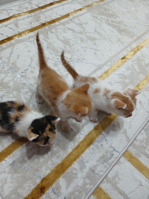 2 мысық бар тегін