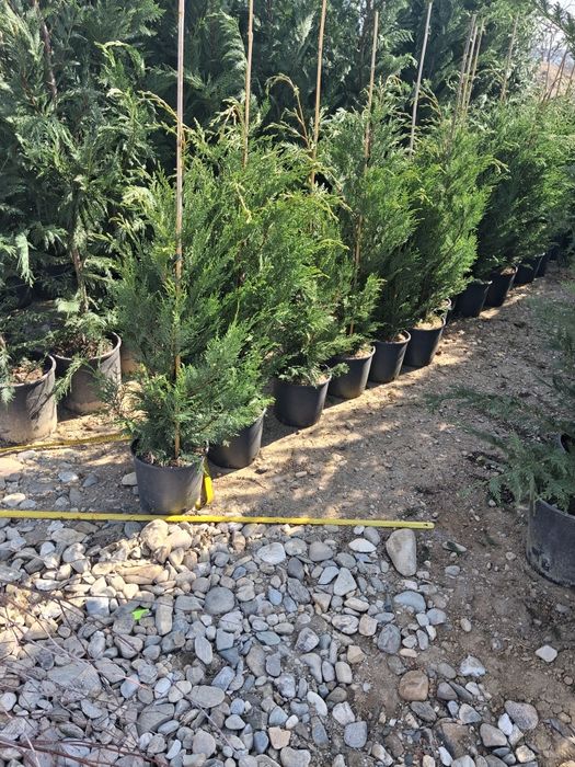 Amenajez spați verzi leyladi