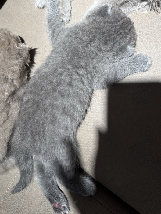 Scottish Fold Zotdor mushuklar