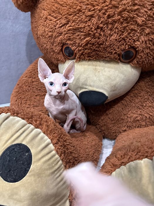 Очаровательная сфинкс бамбино лонг