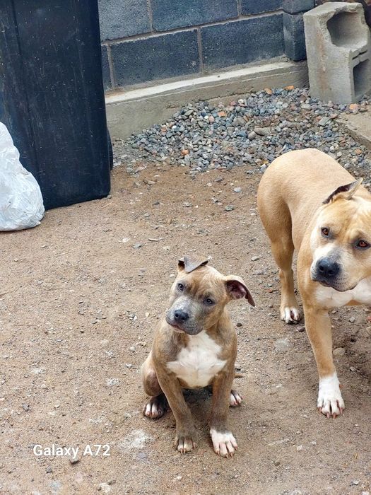 Продаются щенки Стаффорда АСТ