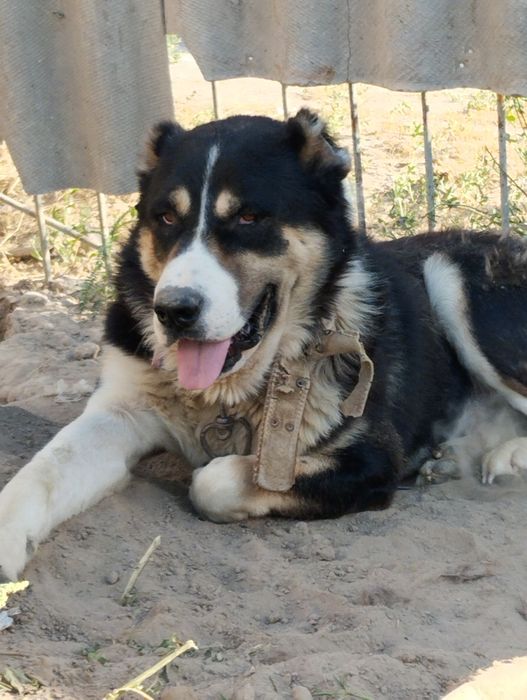 Aqlli kuchuk 2yarm yosh