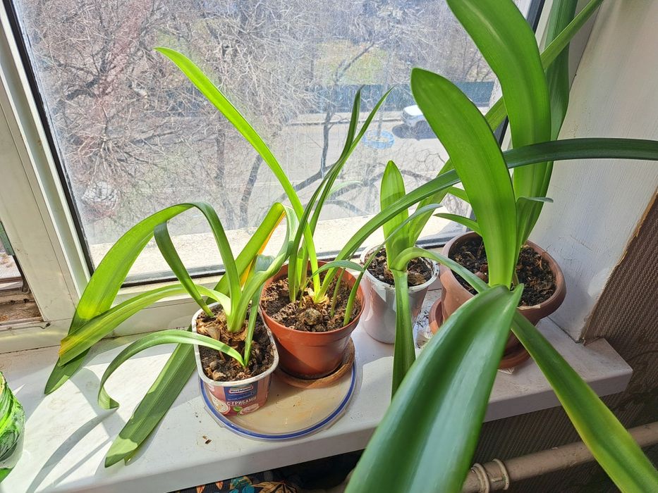 Продаются комнатные цветы, амарилис