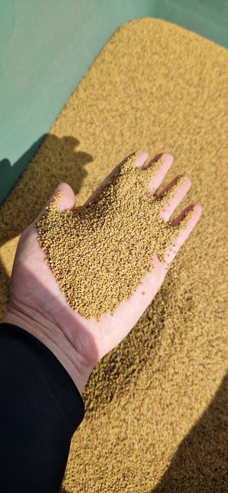 Vand sământa de lucerna selectată.