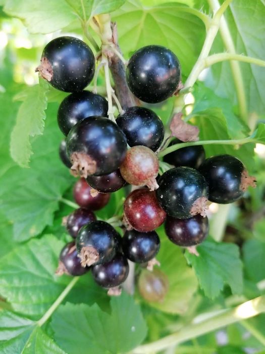Coacaze rosii si negre
