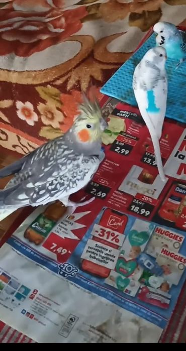 Vand Marele Alexander ,un perus si o nimfa