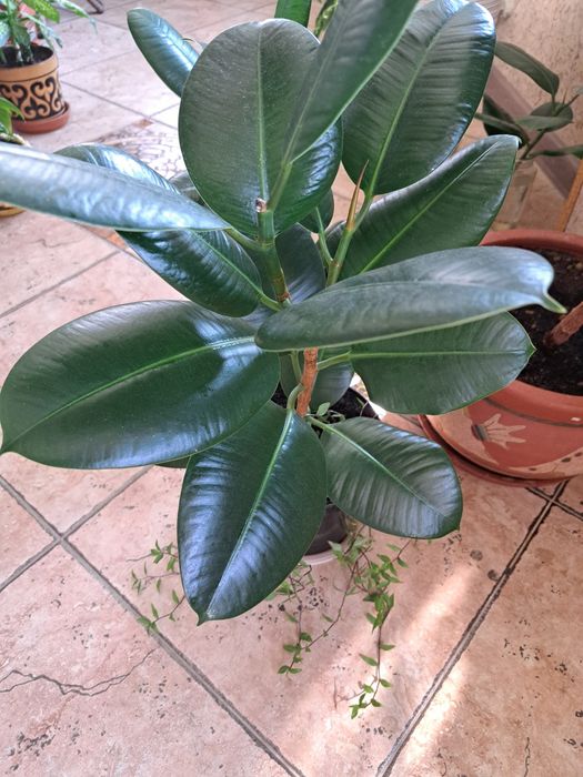 Комнатные  растения,  цветы