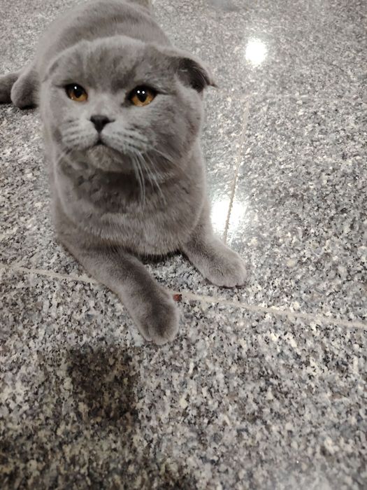 Xonaki mushuk sotiladi tez arzon