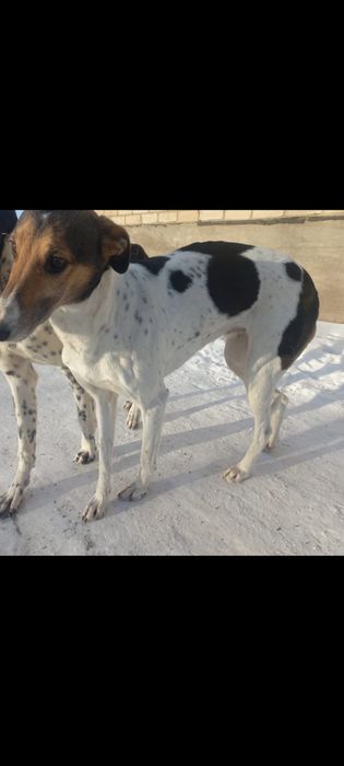 Жүйрік тазы сатамын