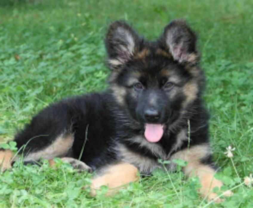 Продается восточно-европейская овчарка кабель/сучка