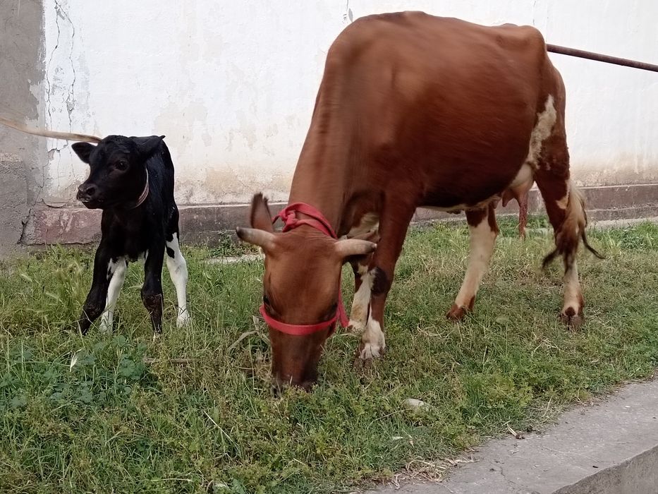 Ona bola bolasi buqa