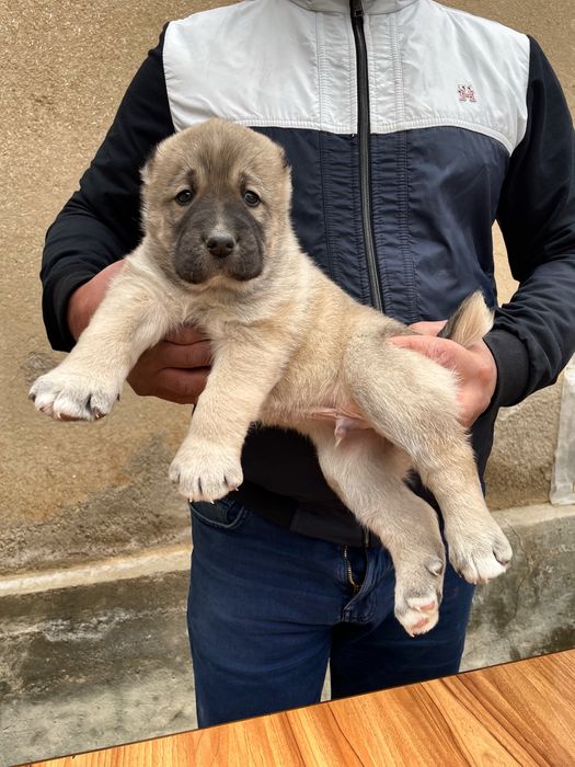 Щеное Турецкого кангала ( Чистокровный )