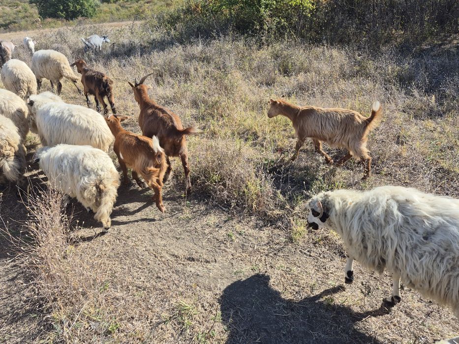 De vanzare 7 tapi castrati  7 tapi castrati 5 iede si 4 miei 220 bucata una peste alta