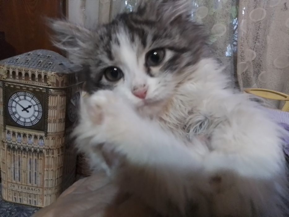 Отдам котёнка в добрые руки