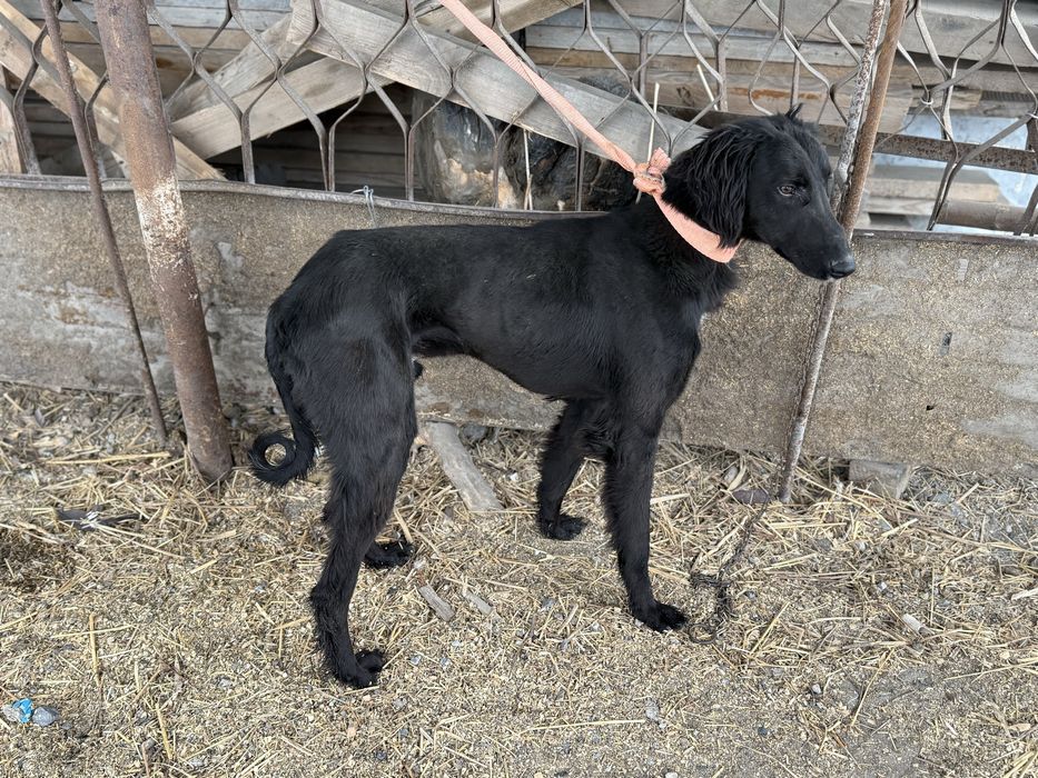 1.5 жасар тазы ауызданган