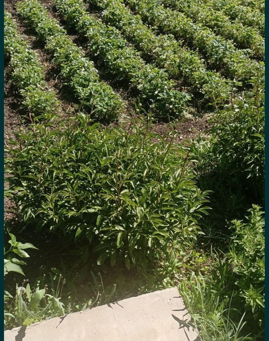 Продам дом с участком, район Акжар 2.