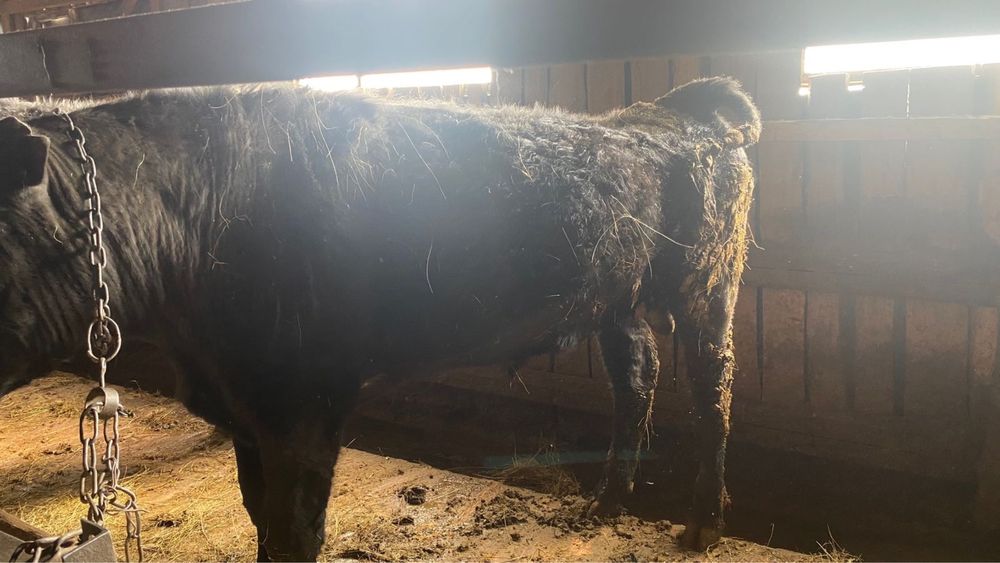 Продам быка 2 года.