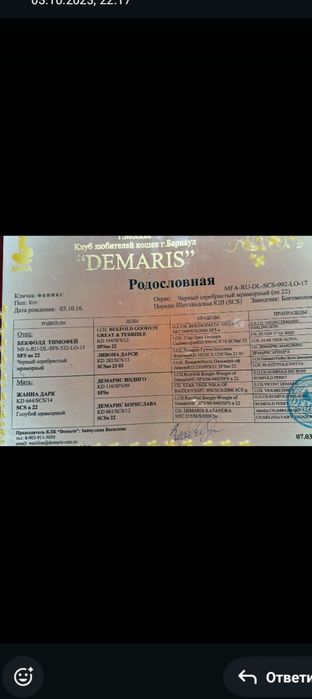 Котята шотландцы.