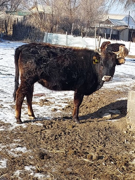 Продам телку  от молочной коровы